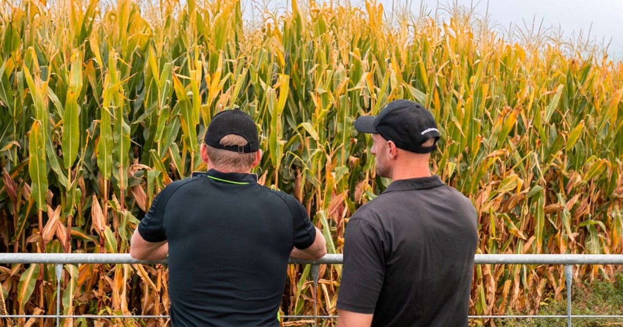 Maize