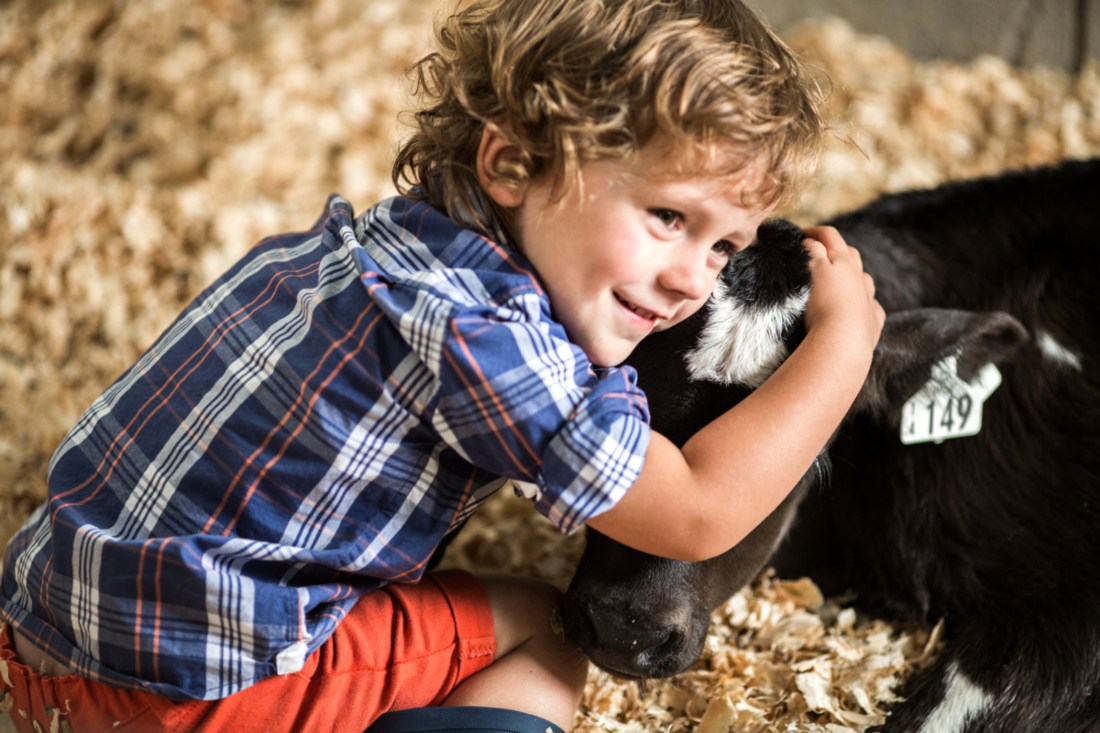 Child hugging calf