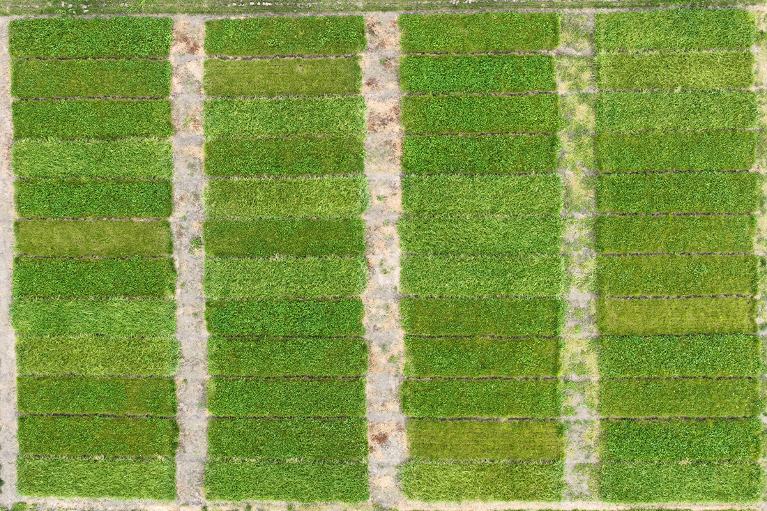 Agricom's drone shot of the white clover advantage trial