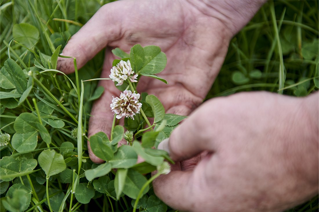 Clover crop
