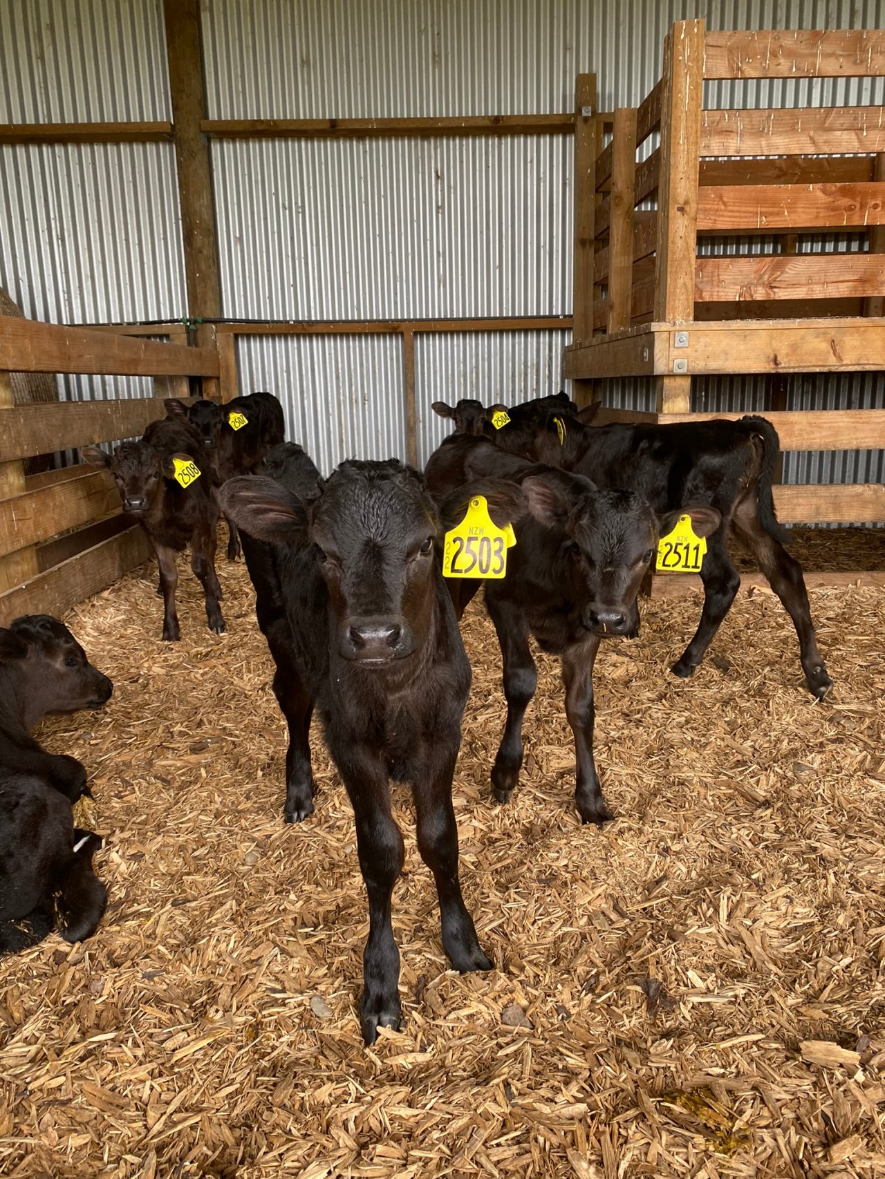 wagyu calf