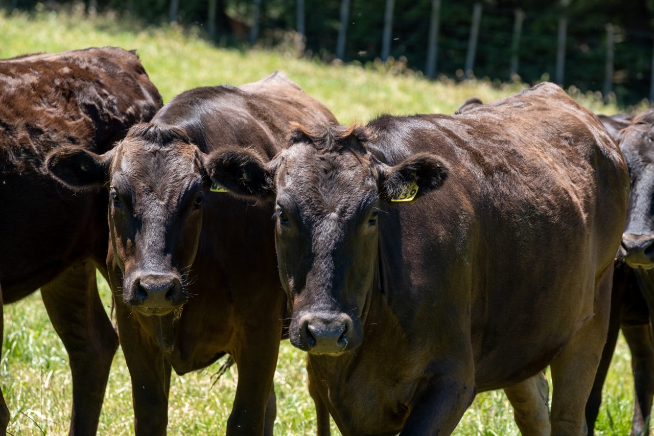 wagyu calves