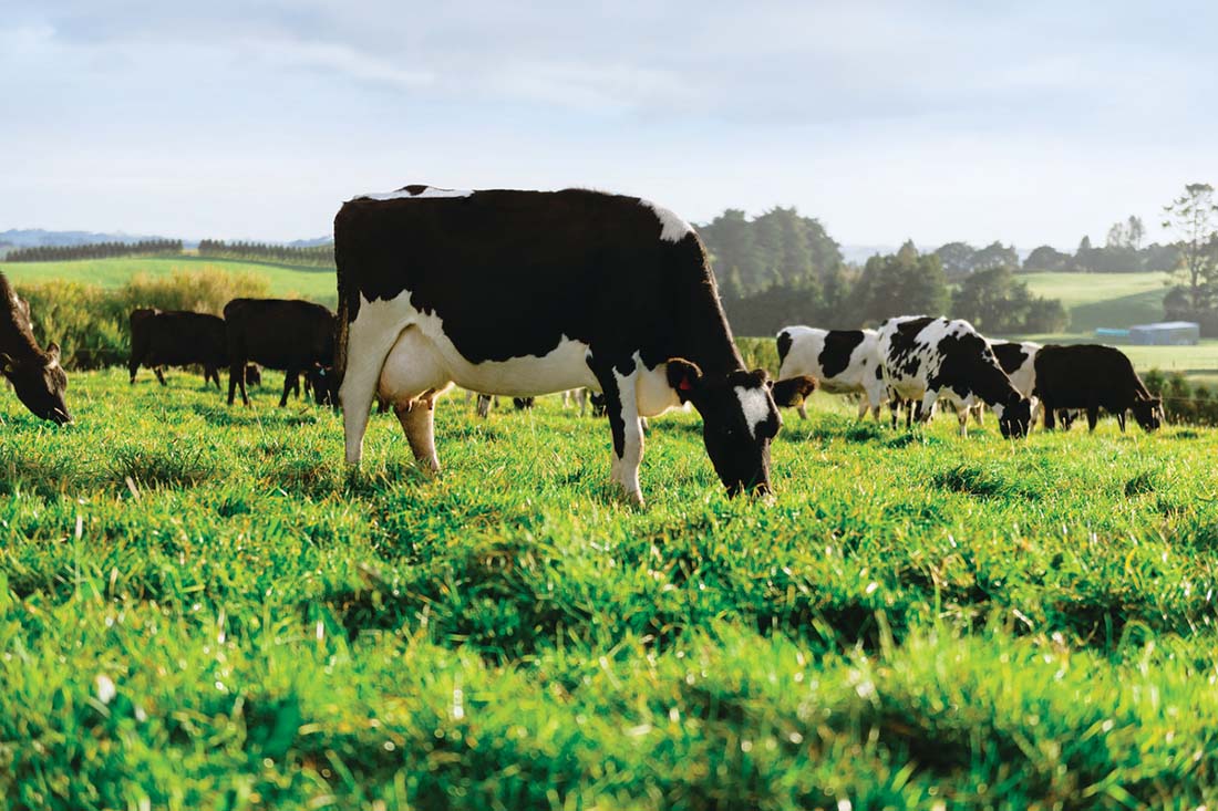 Farmer walking in front of herd of cows