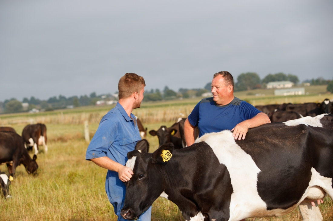 Farmers with cows