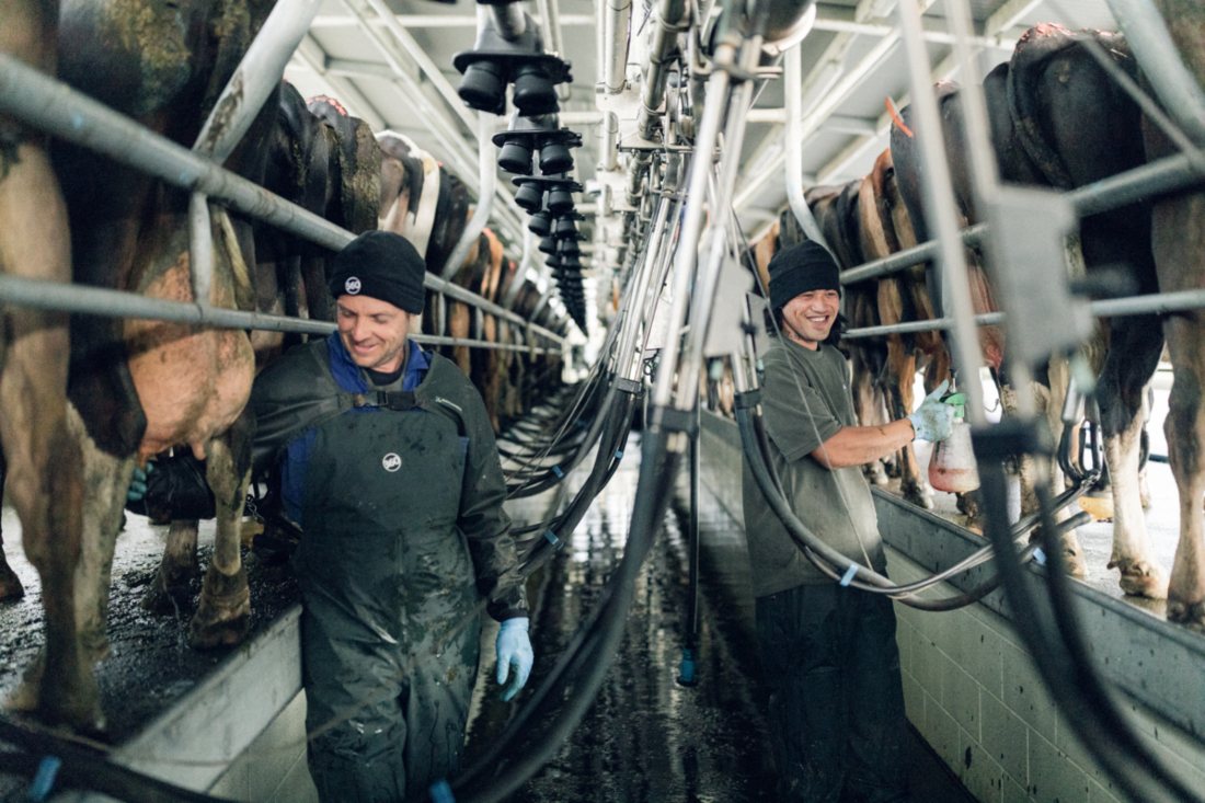 farmers milking in shed