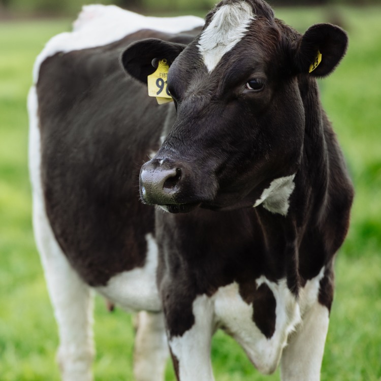 Cow in field - herd health