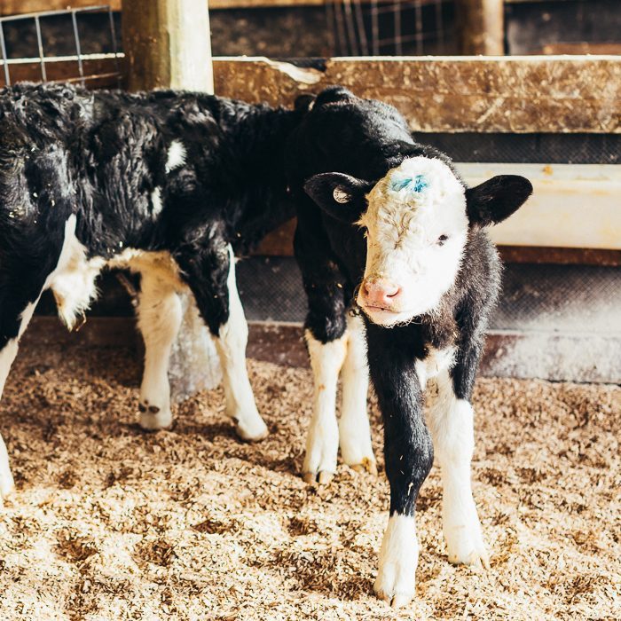 Calf