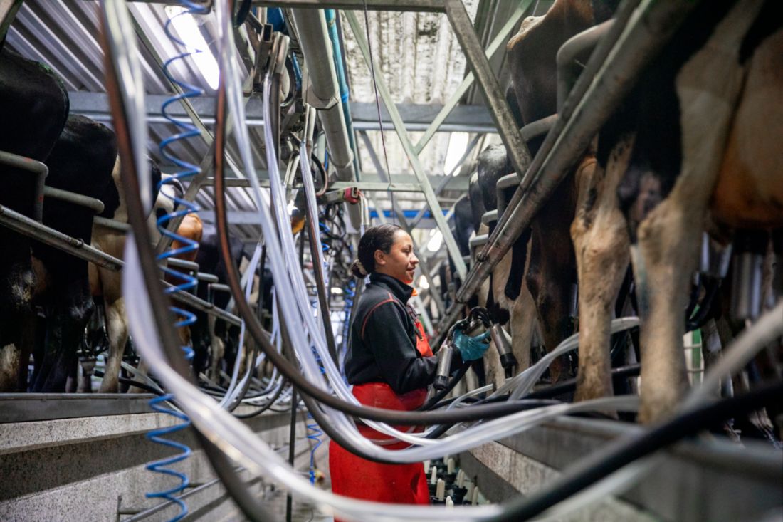 Woman milking