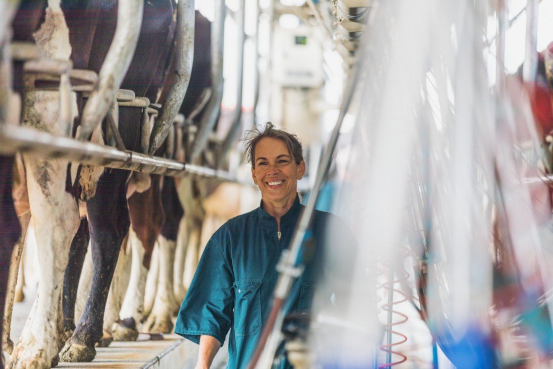 Farmer in milking shed