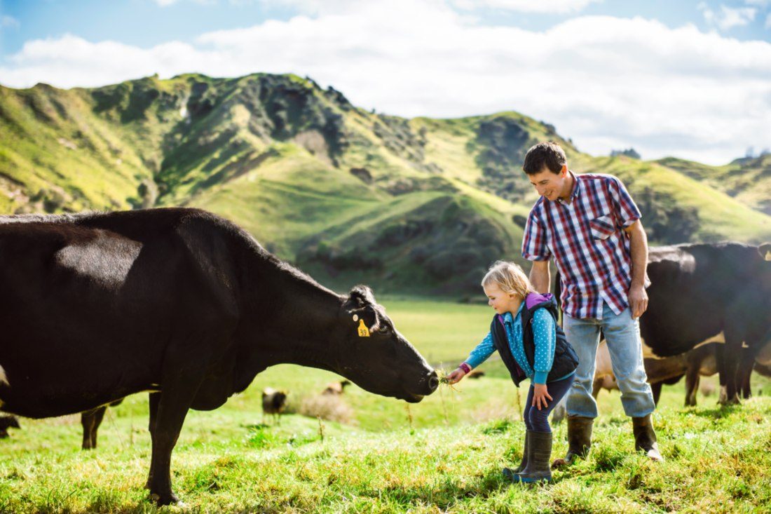girl feeding cow