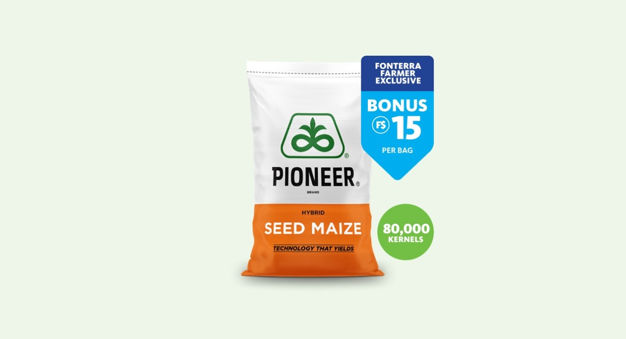 Pioneer Seed Maize