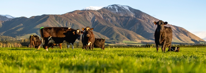 Tackling high SCC with Co-op milk quality support