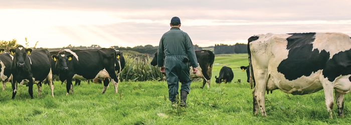 Homegrown pasture a boon for profits
