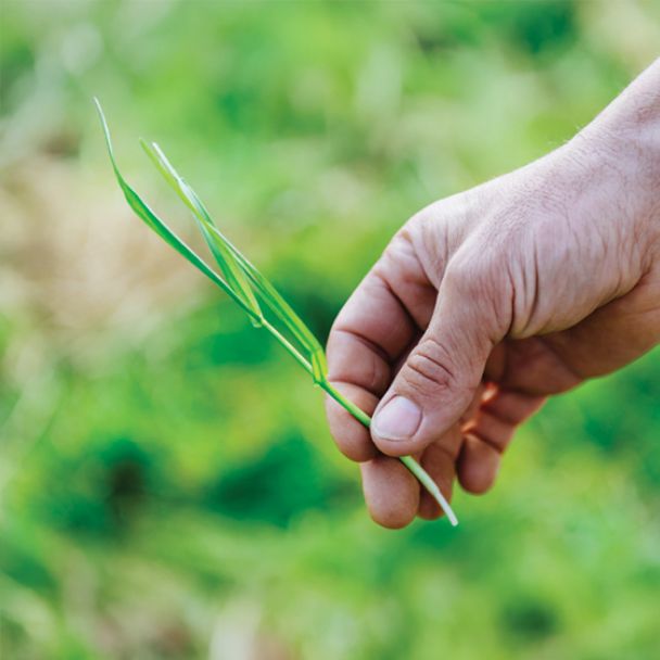 Optimise pasture and crop