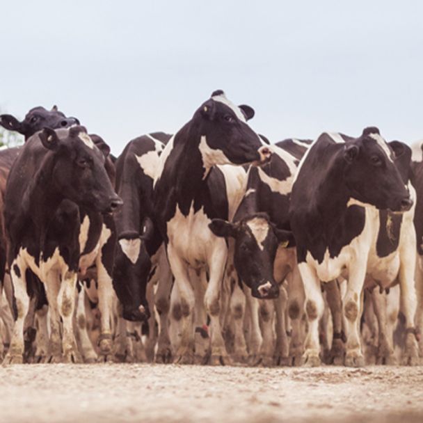 Strive for five - to make your whole herd thrive