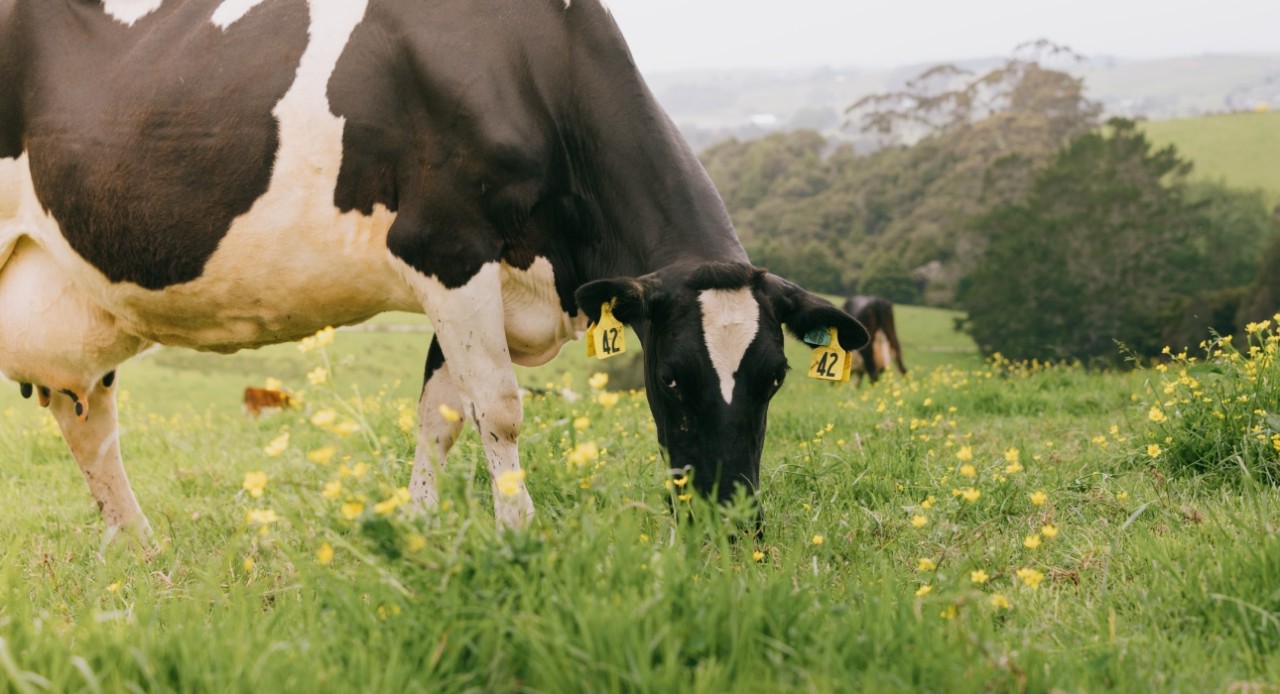 Going organic – what’s involved?