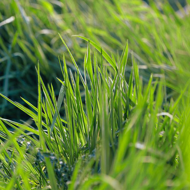 Nufarm Grassmanship
