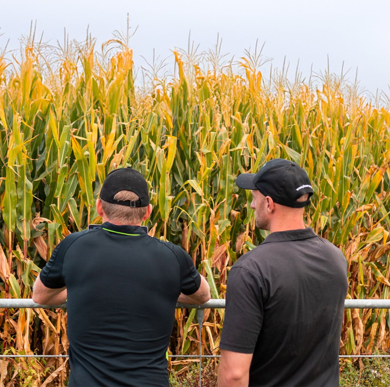 Mainland farmers finding a-maize-ing solutions in the shoulder seasons