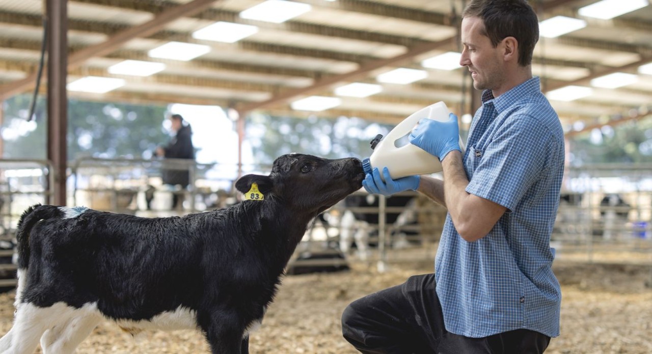 Three Q's of colostrum