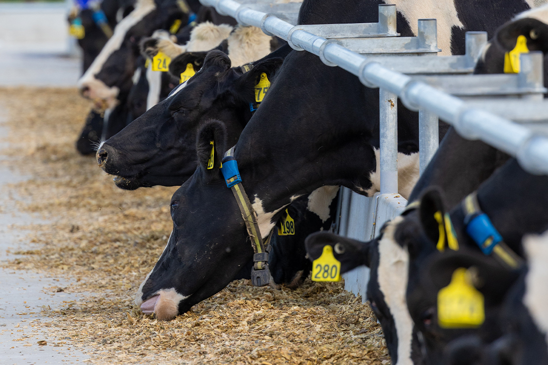 Increase days in milk with maize silage