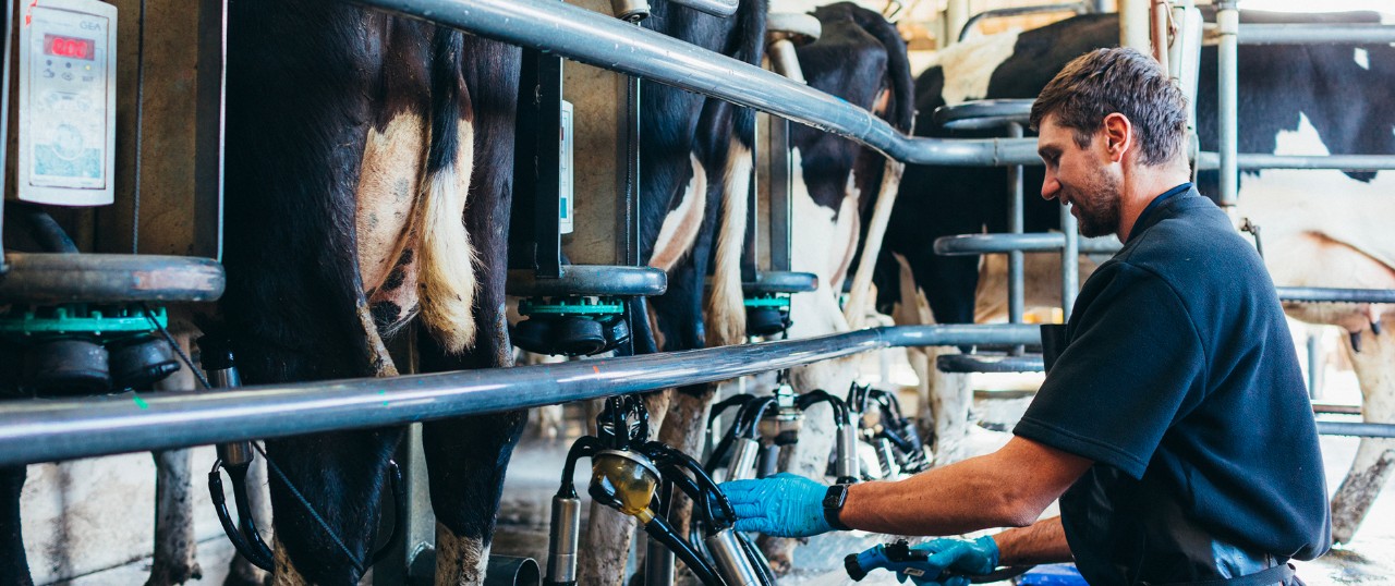 Manage udder health during calving