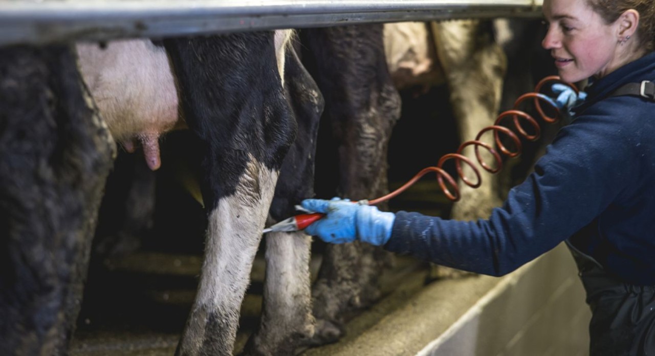 Focus on udder health to improve milk quality