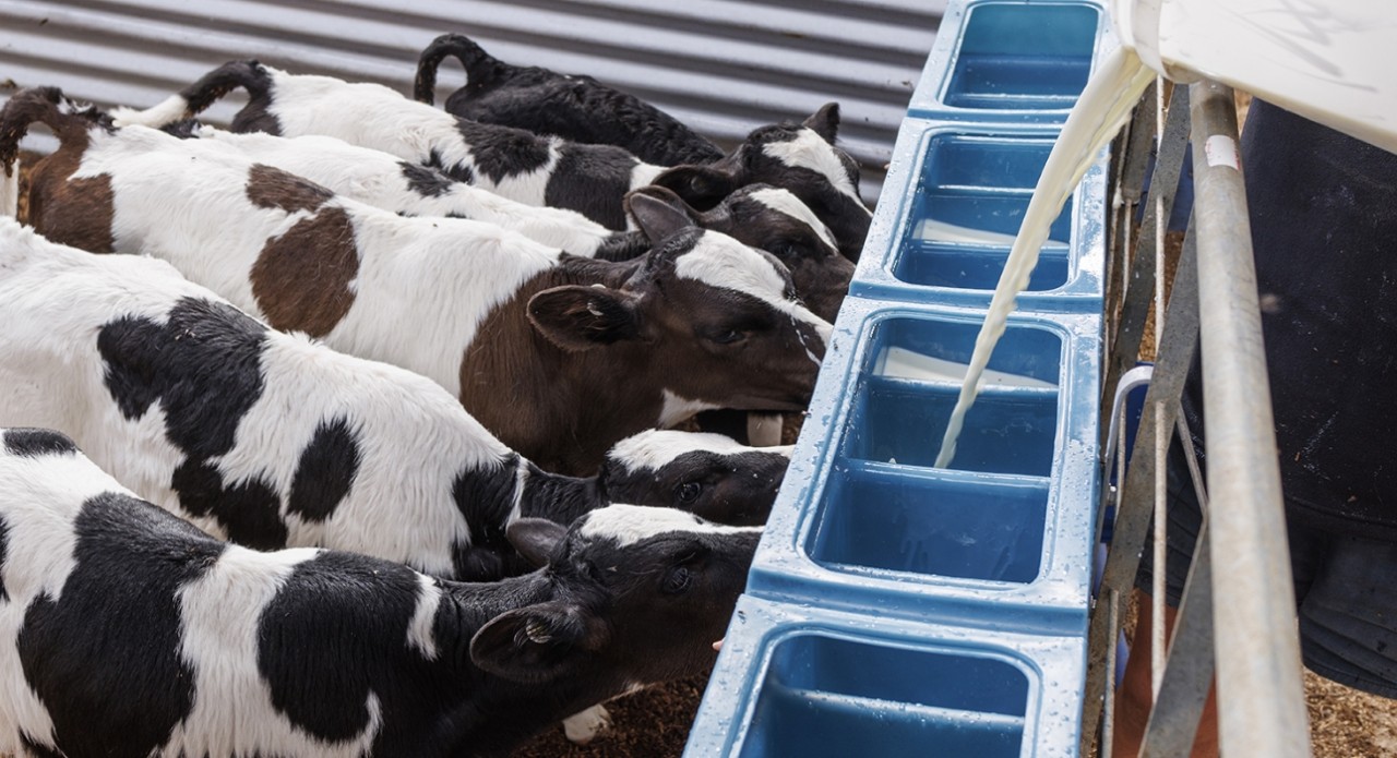 Boosting calf nutrition and immunity over the first four weeks