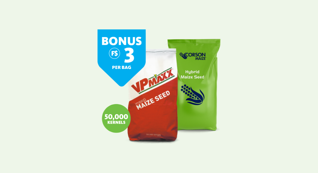 Corson and VPMAXX maize seed