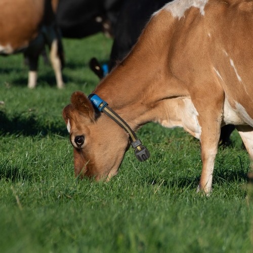 Cow wearing collar