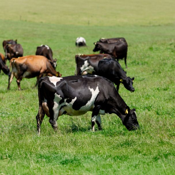 Feed well and feed right to maintain production over summer