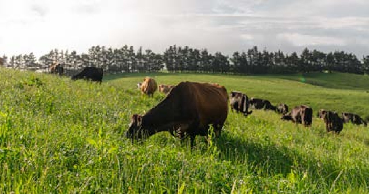 Measuring carbon removals