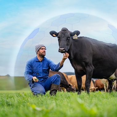 Farmer with cow guarded to represent protection against facial eczema
