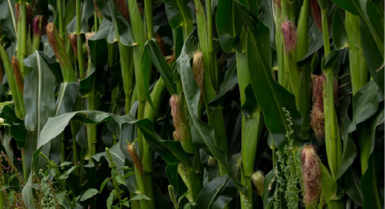 Growing maize checklist