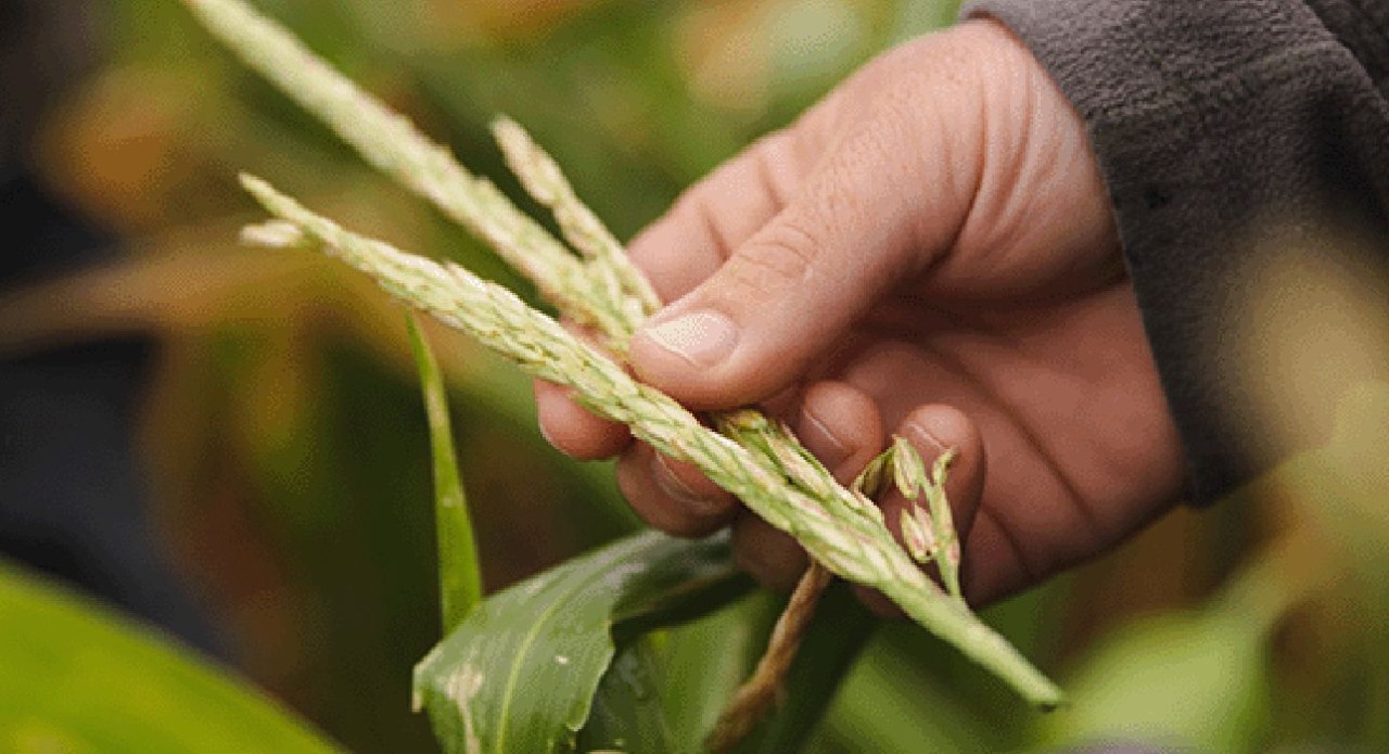 DairyNZ best practice guide