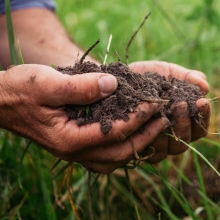 Optimising an organic system