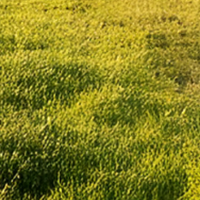 Order crop seed