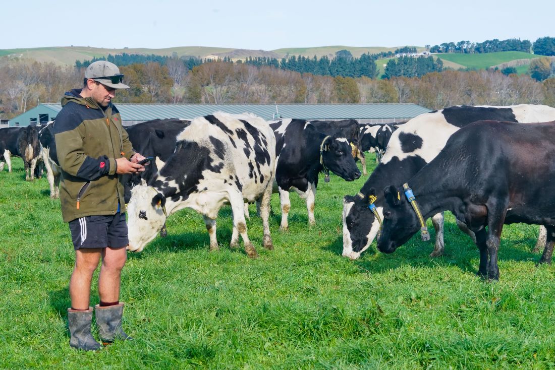 farmer montioring cows