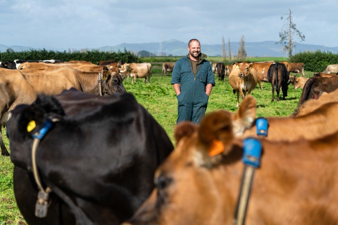 Farmer and cows with collars