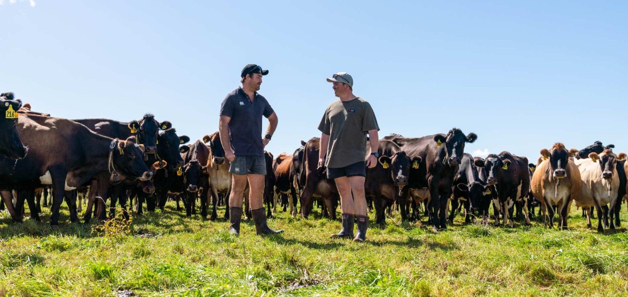 two farmers with herd of cows