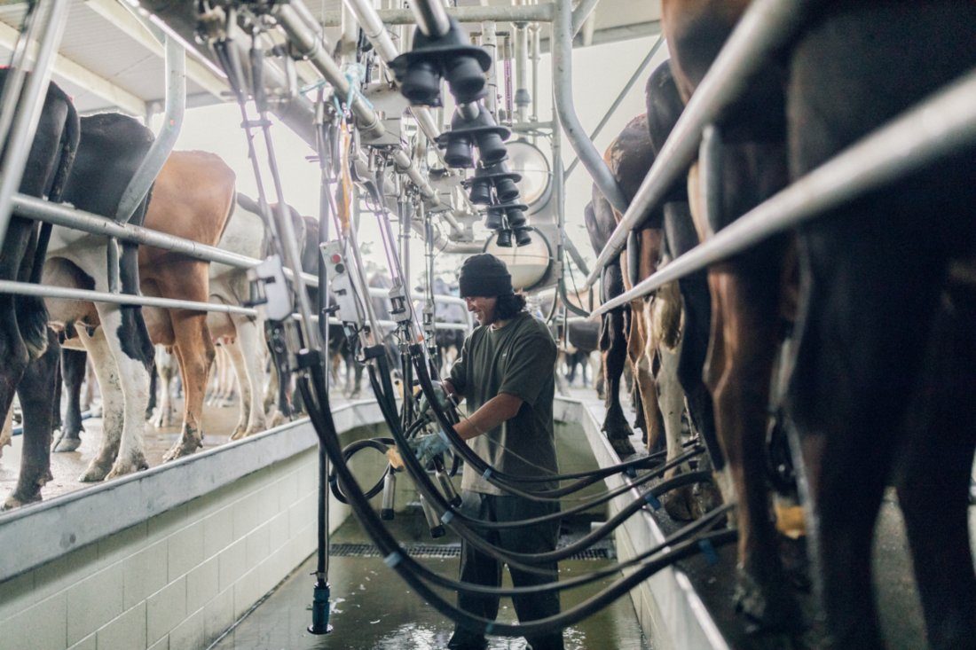 farmer milking in shed