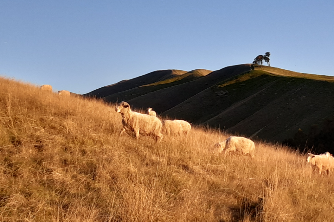 sheep farm