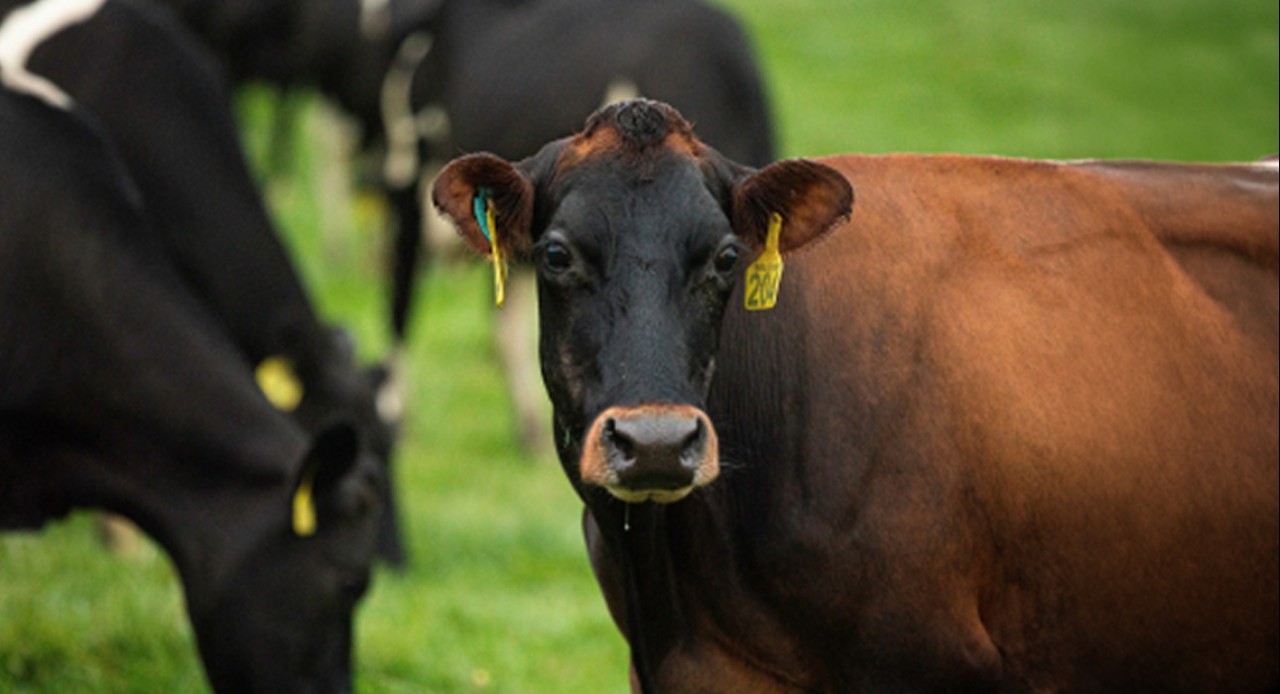 Strive for five - to make your whole herd thrive