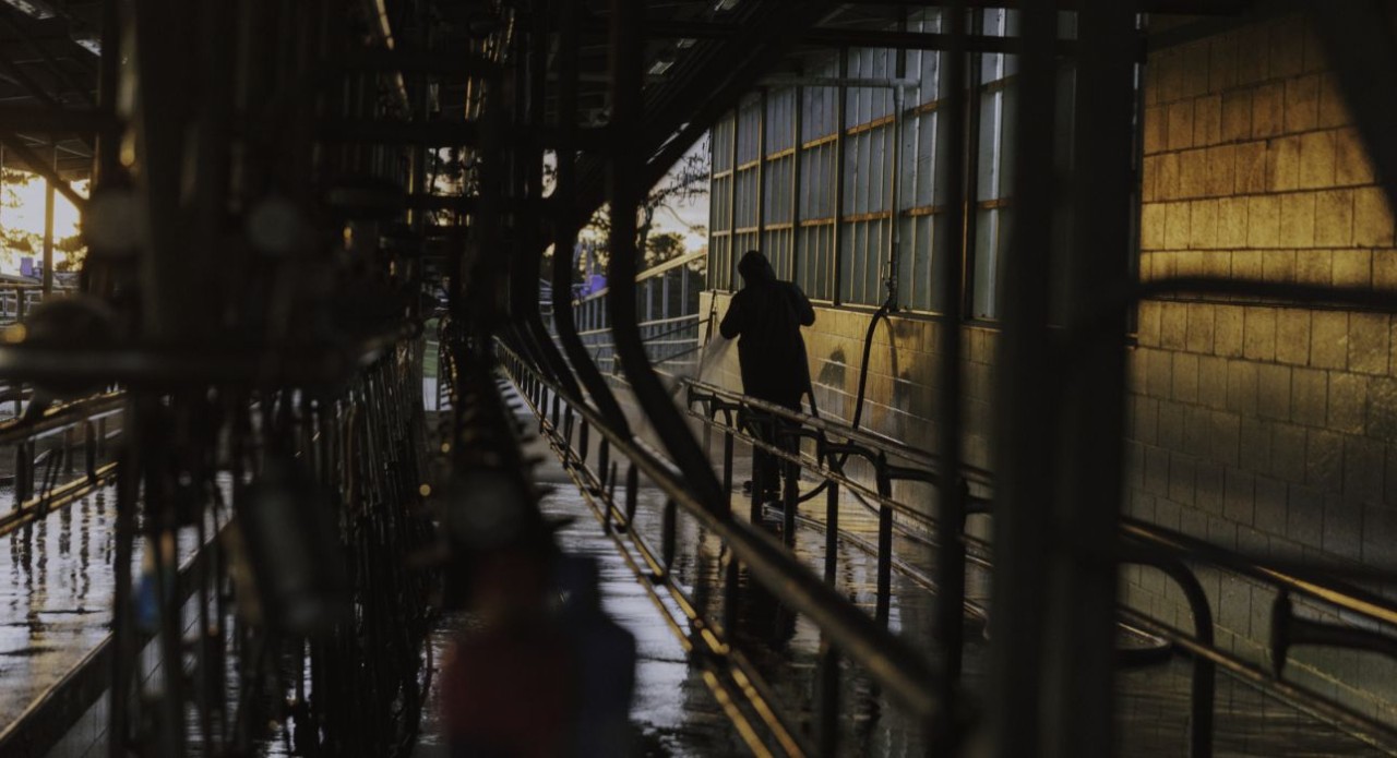 Know your numbers to prepare for dry-off