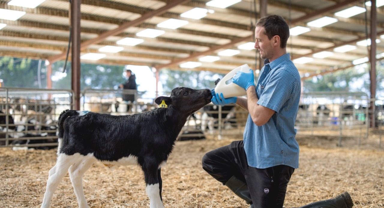 Three Q's of colostrum