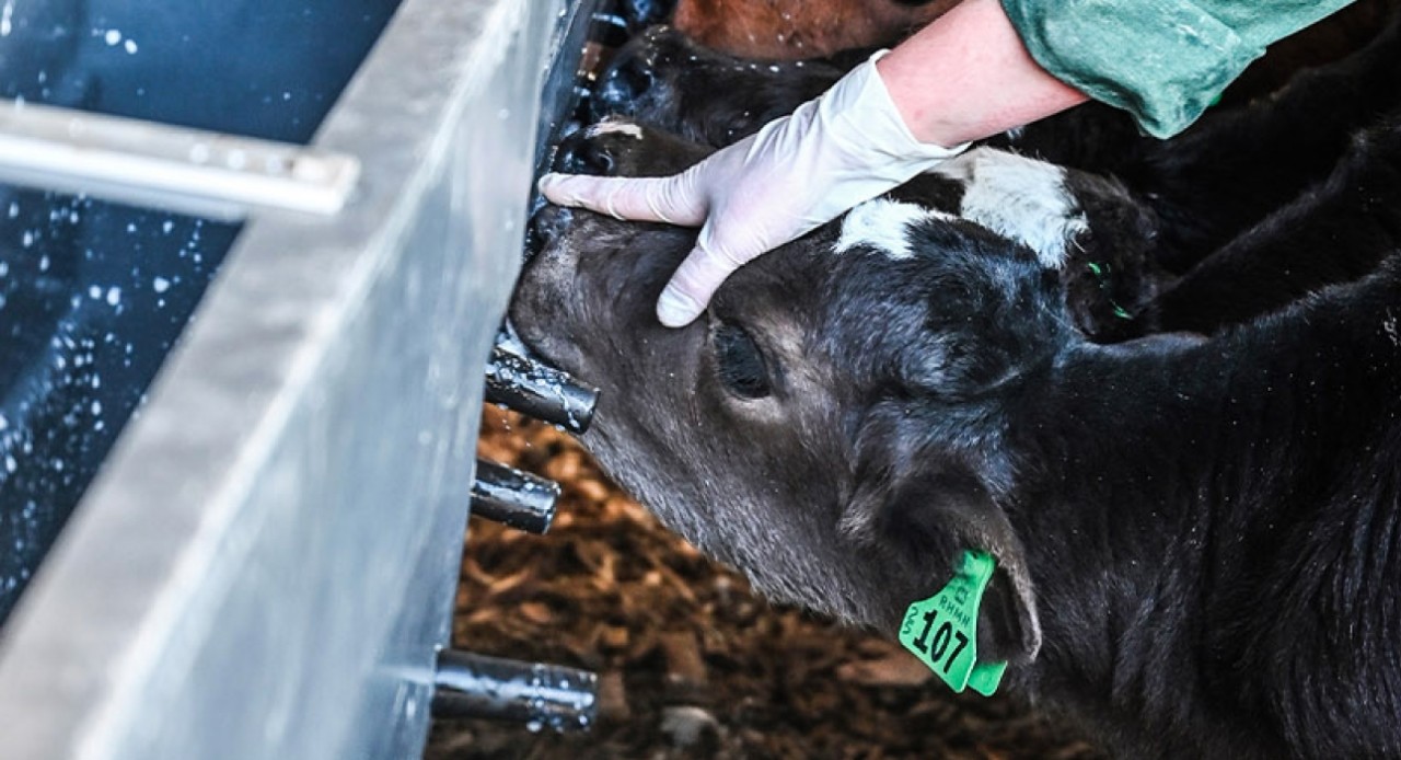 Calf-feeding systems put to the test at Net Zero Pilot Dairy Farm