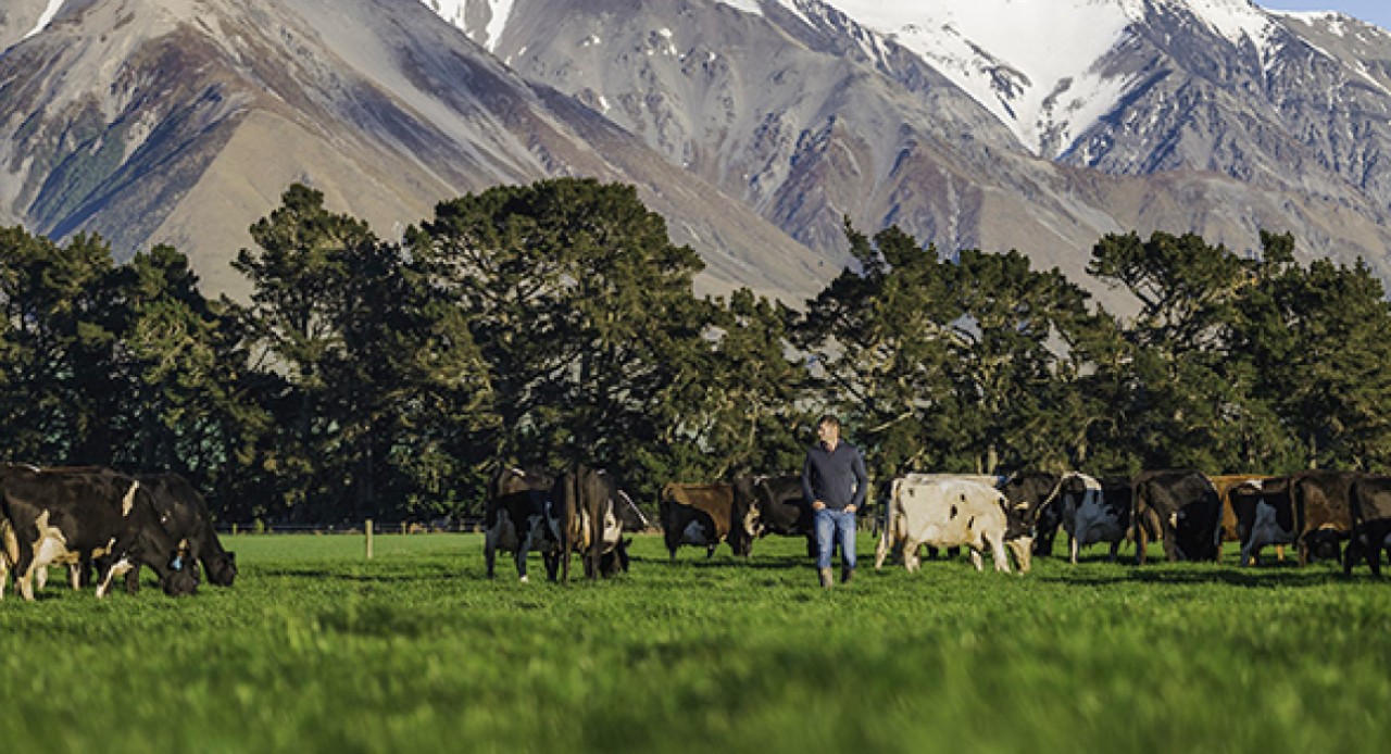 Body Condition Score: what it reveals before calving