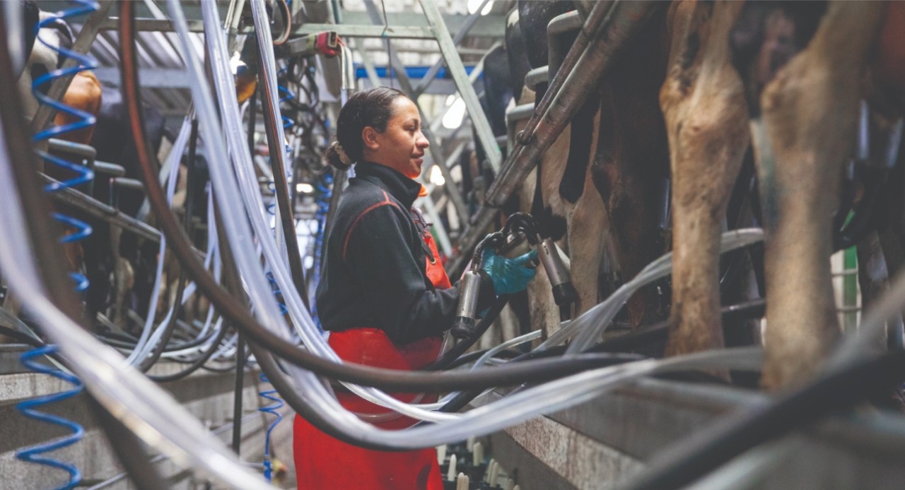 Enhance milk production this season