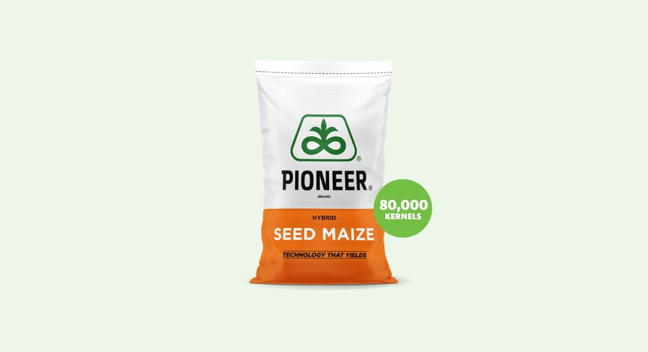 Pioneer Seed Maize