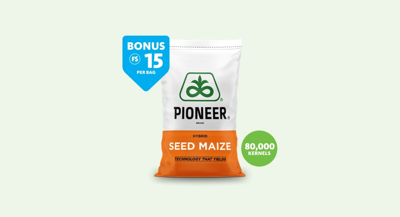 Pioneer Seed Maize