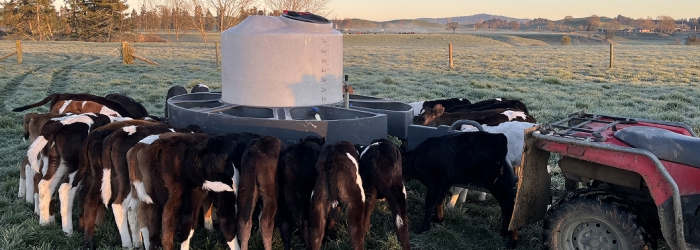 Early calf growth pays dividends for years to come